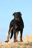 BEAUCERON - PUPPIES 220